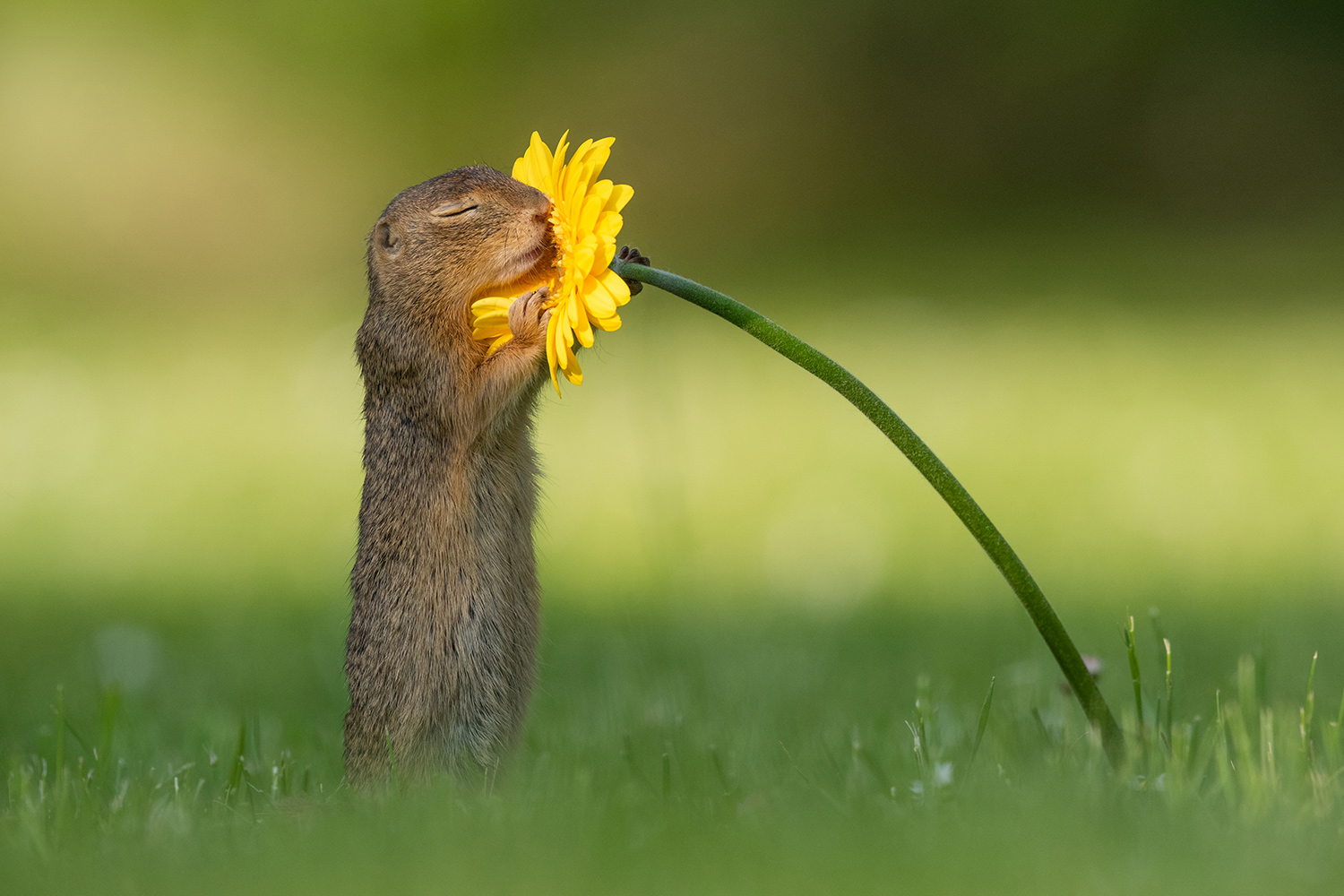Natuur Dick van Duijn grondeekhoorn snuiven bloem