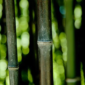 Foto 32 Bamboe