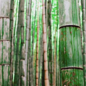 Foto 17 Bamboe