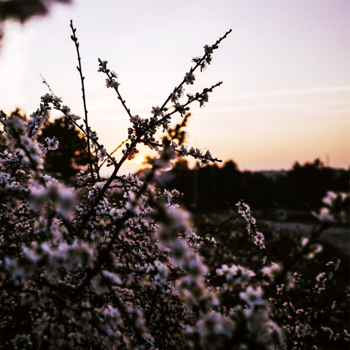 meidoorn zonsopkomst lente bloesem