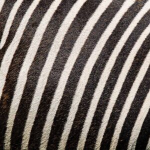Foto 16 Zebra