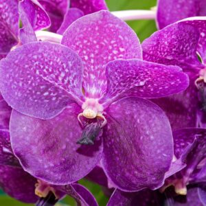 Foto 7 Orchidee